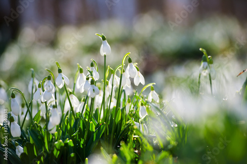 Snowdrop or common snowdrop (Galanthus nivalis) flowers.Snowdrops after the snow has melted. In the forest in the wild in spring snowdrops bloom.