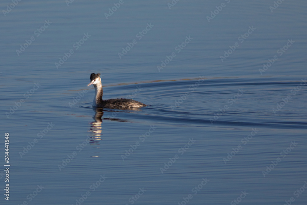 Fototapeta premium Somormujo lavanco (Podiceps cristatus) en el Parc Natural del Aiguamolls de l'Empordà, Castelló d'Empúries, Girona, Catalunya