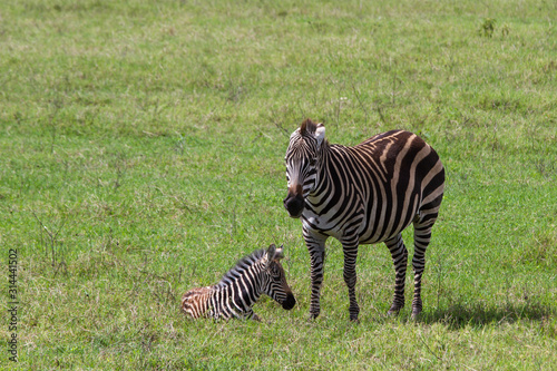 Safari im Ngorongoro-Krater mit Freifl  che f  r Text