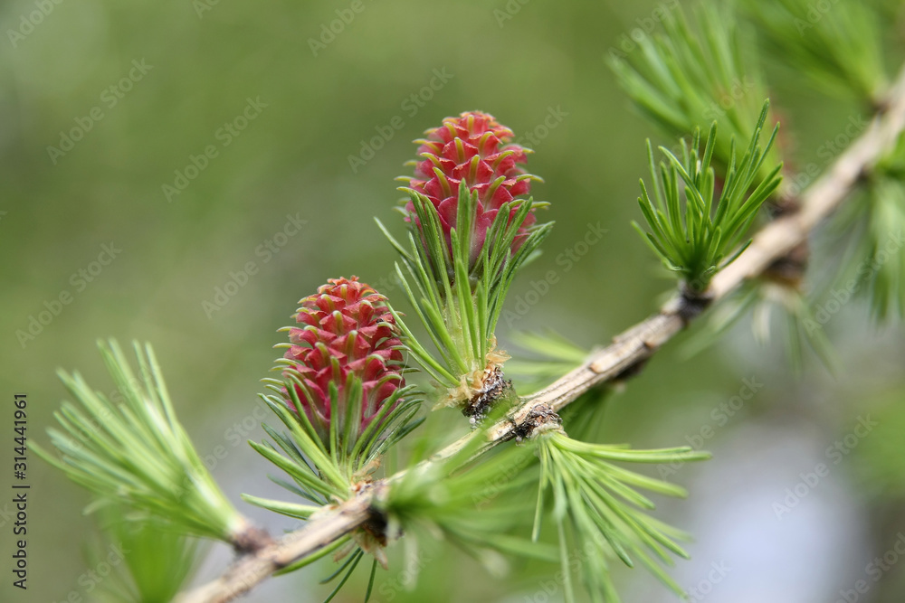 Budding larch cones, the spring messenger Budding larch cones, the spring messenger