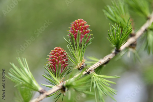Budding larch cones, the spring messenger