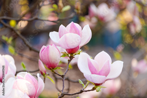 Magnolia pink blossom tree flowers  closeup branch  outdoor. Beautiful flowering  blooming tree - blossomed magnolia branches in spring