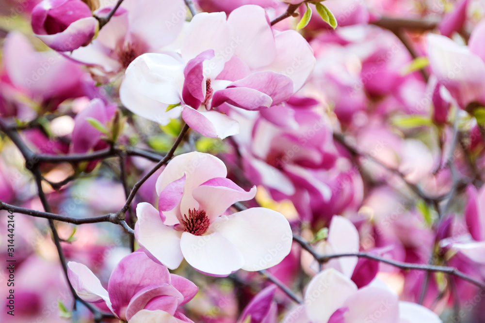 Magnolia pink blossom tree flowers, closeup branch, outdoor. Beautiful flowering, blooming tree - blossomed magnolia branches in spring