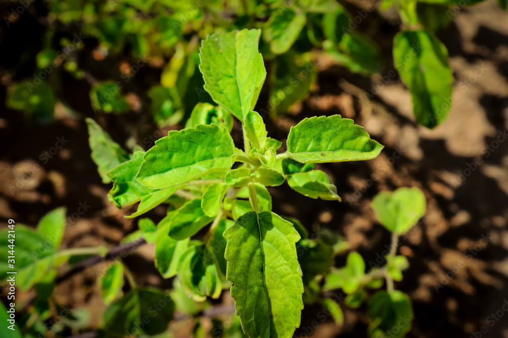 BASIL PLANT,tulsi green leaves close up,basil leaves BASIL PLANT,tulsi green leaves close up,basil leaves