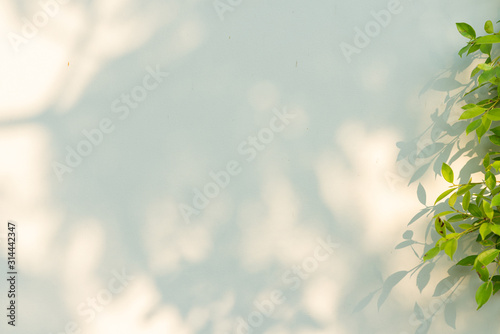 Abstract shadow of leaves on cement wall background