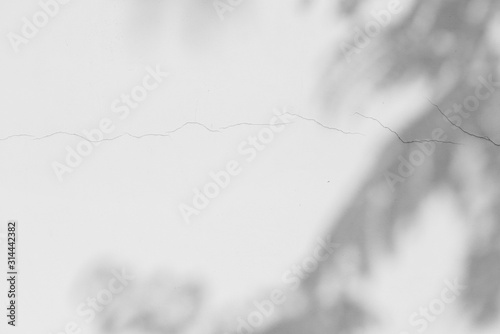 Abstract shadow of leaves on cement wall background , Black and white style