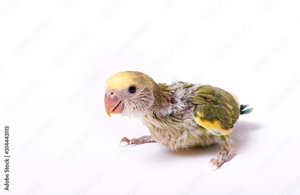 Obraz premium Agarponi chick