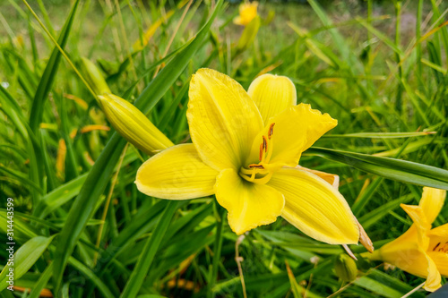 Fototapeta Naklejka Na Ścianę i Meble -  Yellow Lily Flowers in the Garden, nature.