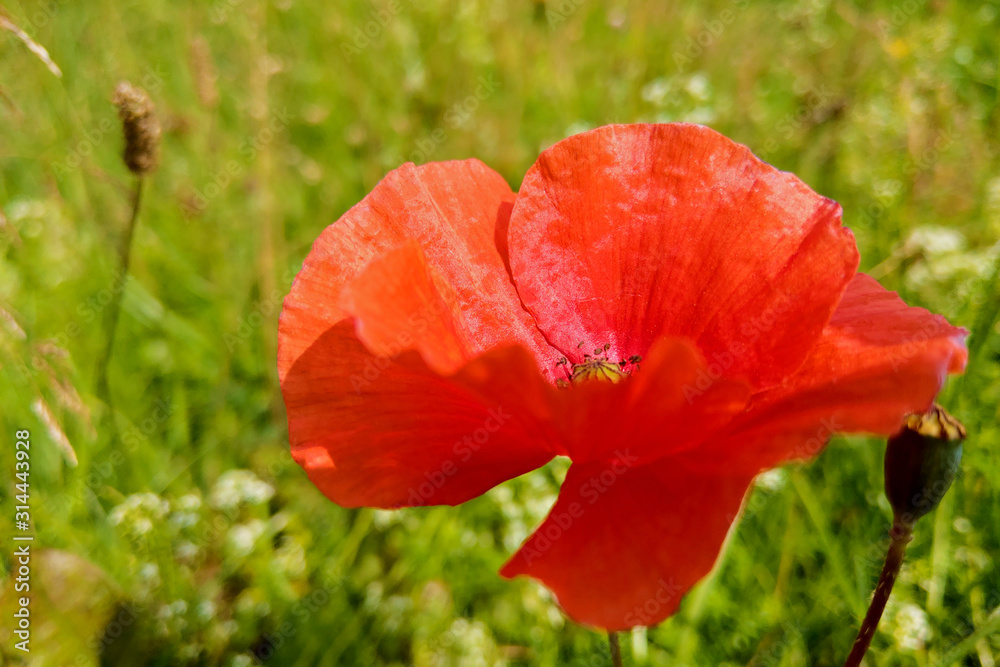 Single wild red corn poppy flower blossom.