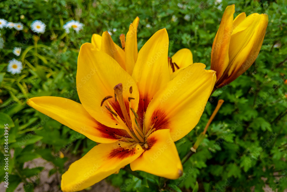Yellow lily on a colored background in the garden. Yellow lily on a colored background in the garden.