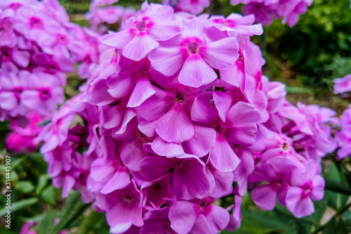 Pink flowers phlox paniculatamer. Flowering branch of pink phlox in the summer garden.