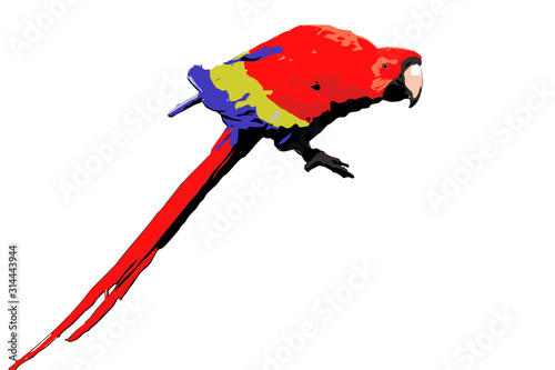 red macaw parrot vector