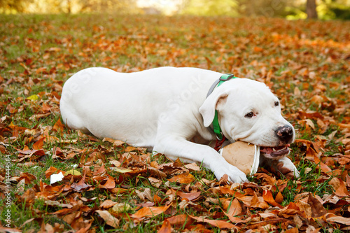 Dogo argentino lies and on grass in autumn park. Canine background © KsPhoto