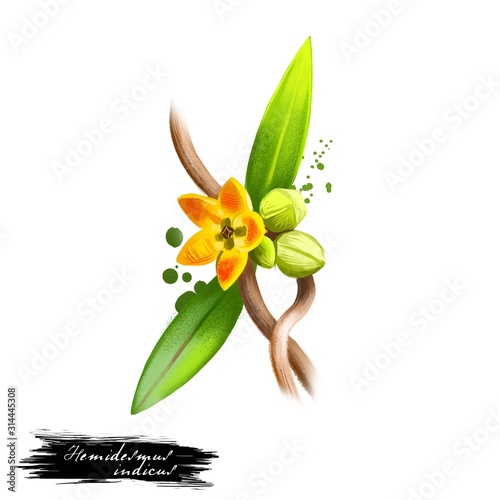 Anantamul - Hemidesmus indicus ayurvedic herb, flower. digital art illustration with text isolated on white. Healthy organic spa plant used in treatment, for preparation medicines for natural usages photo