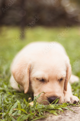 dog in the grass