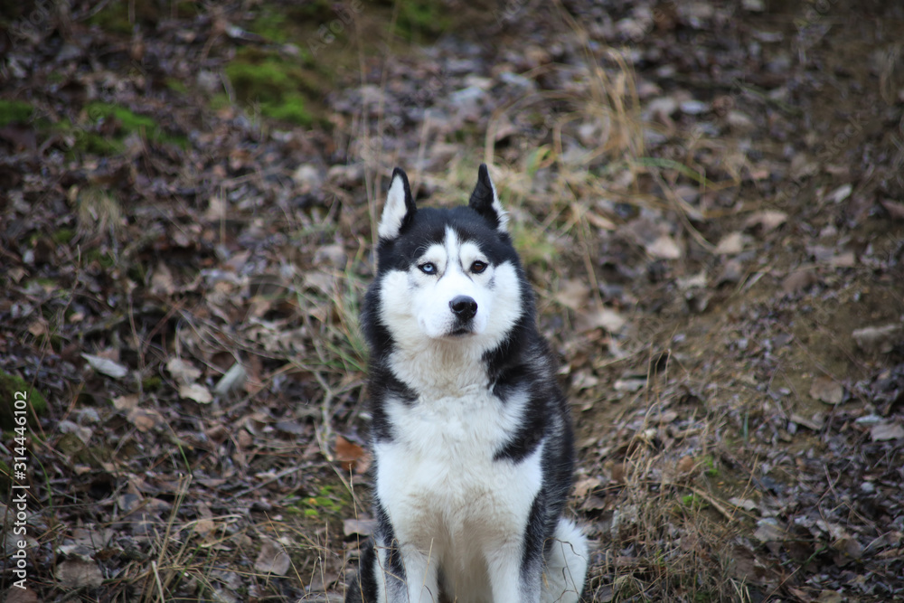 Black Siberian husky with one blue and one brown eye sitting on a background autumn forest.