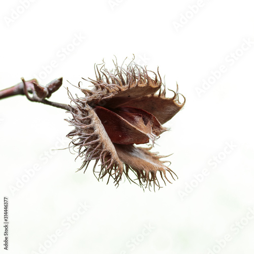 Foto Beech tree nut Fagus Sylvatica isolated on white background