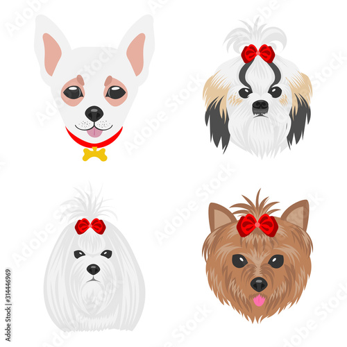 Faces of dogs of different parodies. Dogs drawn in pop art style. Set of flat vector illustrations on a white background. Chihuahua, Shih Tzu, Maltese, Yorkshire Terrier.