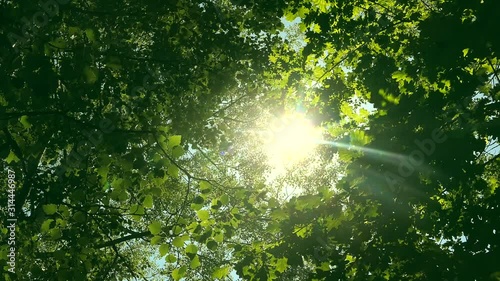 Looking up through tops of trees while sun shines through green foliage, summer forest at sunset