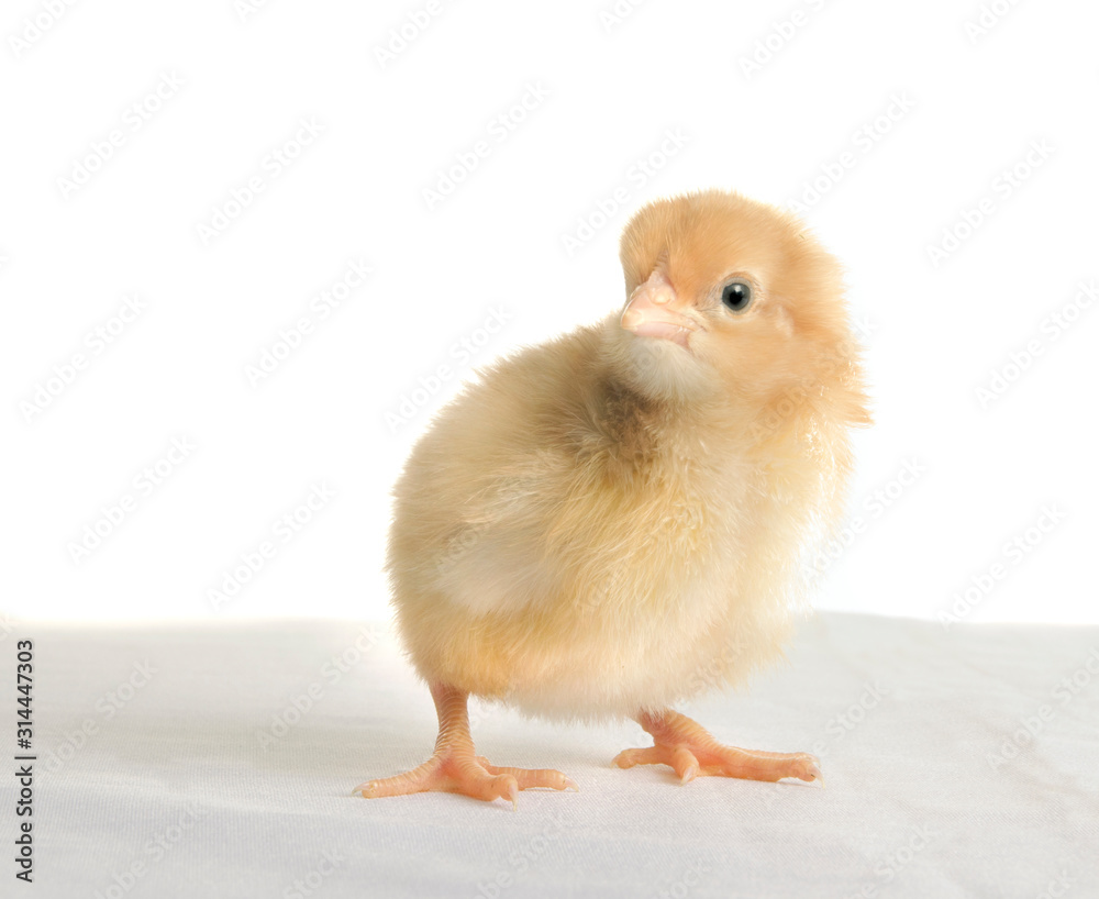 Fototapeta premium chick yellow color on a white background