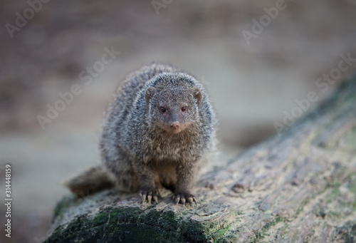 Zebramanguste auf einem Baumstamm sitzend
