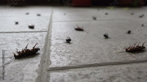 Cockroaches die upside down on the floor.
