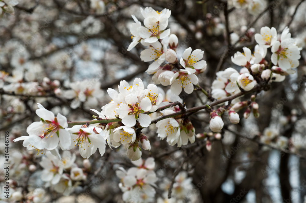Blossoming almond tree branches, the background blurred. Blossoming almond tree branches, the background blurred.