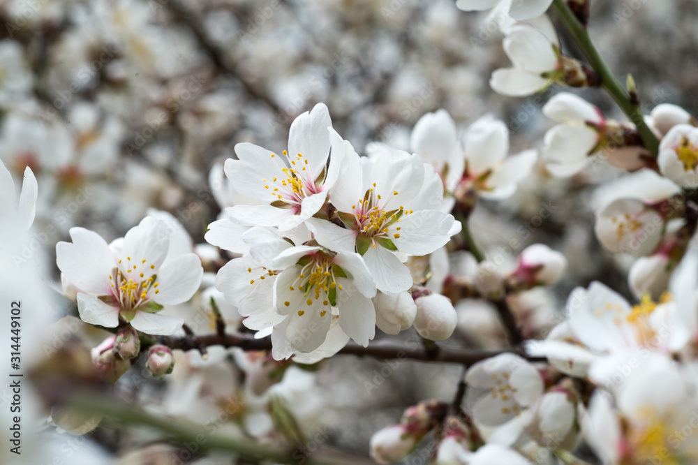 Blossoming almond tree branches, the background blurred. Blossoming almond tree branches, the background blurred.