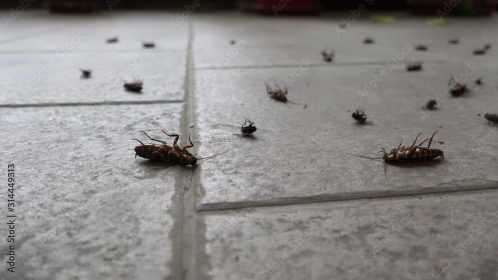 Cockroaches die upside down on the floor.