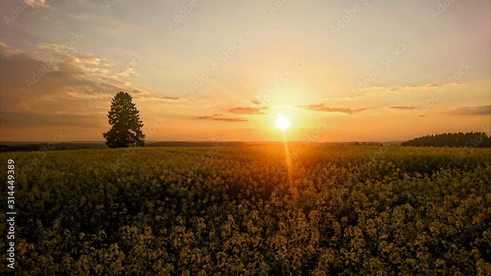 Obraz premium Rapsfeld in der Sonne
