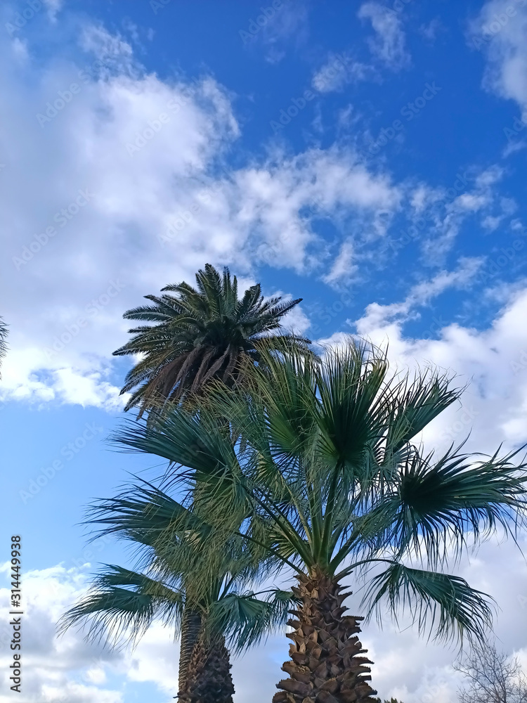 Obraz premium palm trees in clear cloudy weather