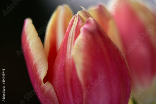 Close up of Tulipa gesneriana flower. Known as a Didier's tulip or garden tulip. Red tulip flower on a blurry background.