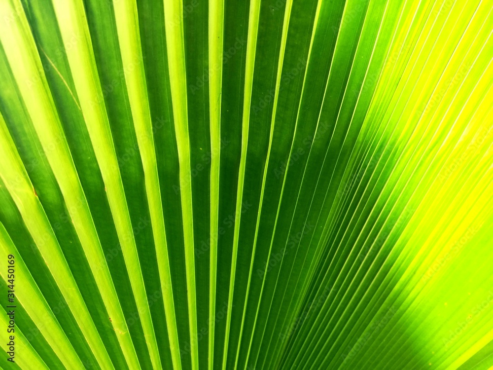 Fototapeta premium palm leaves background
