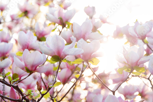 Blooming magnolia tree. Pink magnolias in spring day.