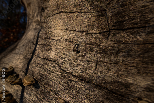 texture of wood