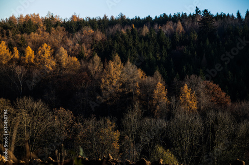 autumn in forest