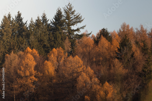 sunny day in the forest