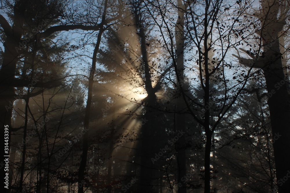 Nebel und Sonnenschein im Wald