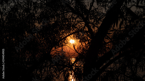 Sunrise behind the tree photo