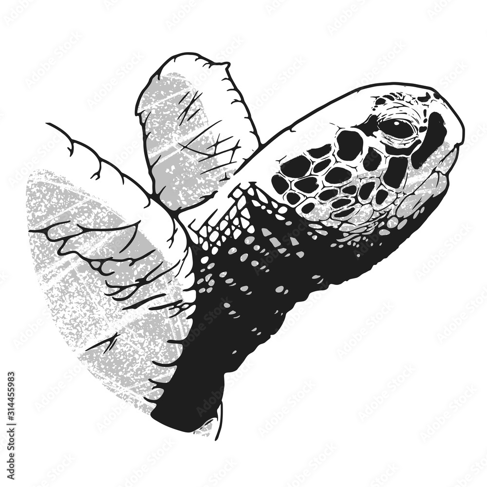 Sea Turtle Head, Vector Illustration Stock Vector Adobe Stock