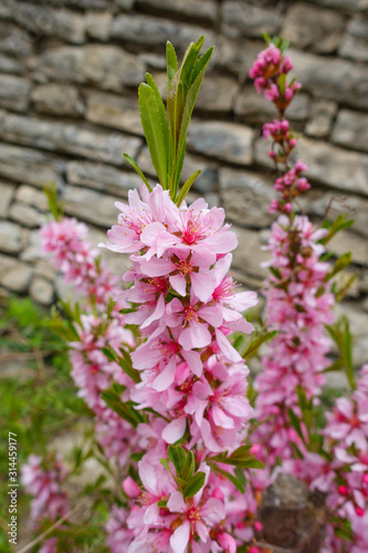 Konstfotografi Closeup of blossom of peach-tree