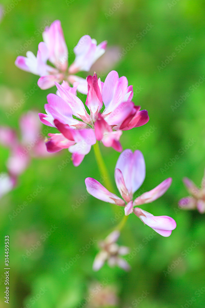 蓮華の花