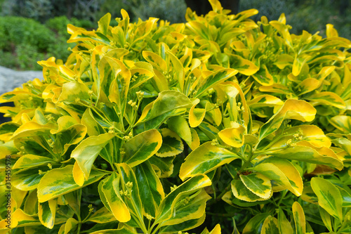 Golden Euonymus japonicus 'Aureomarginatus' shrub photo