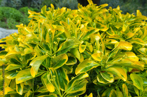Golden Euonymus japonicus 'Aureomarginatus' shrub