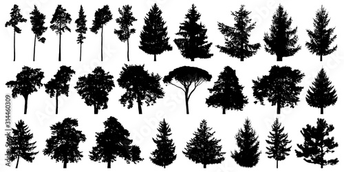 Trees set isolated on white background. Forest background, nature, landscape. Evergreen coniferous trees. Pine, spruce, Christmas tree. Silhouette vector illustration