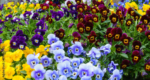 Beautiful pansy flowers