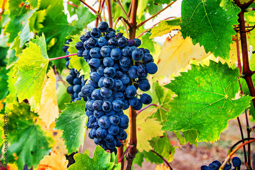 Sagrantino is an Italian grape variety that is indigenous to the region of Umbria in Central Italy. It is grown primarily in the village of Montefalco and the surrounding area.