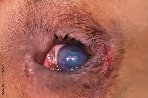 american bully dog breed with entropion and corneal ulcer