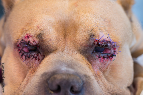 american bully dog breed with entropion and corneal ulcer after surgery photo
