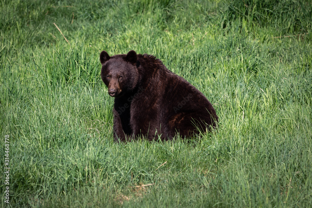 Fototapeta premium bear